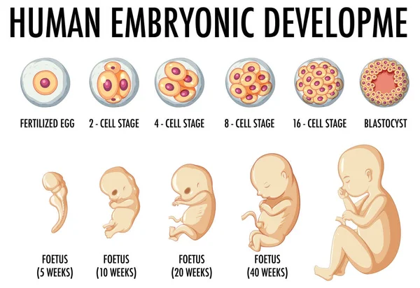 Ανθρώπινη Εμβρυϊκή Ανάπτυξη Στην Ανθρώπινη Infographic Απεικόνιση — Διανυσματικό Αρχείο