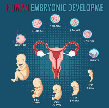 Infographic illüstrasyonunda insan embriyonik gelişimi