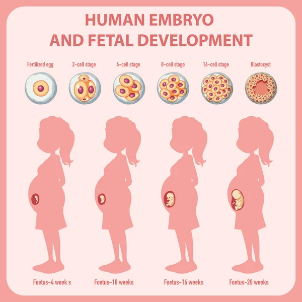 ヒトのインフォグラフィックイラストにおける人間の胚発生 — ストックベクタ