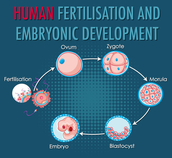 Human fertilisation and embryonic development in human infographic illustration