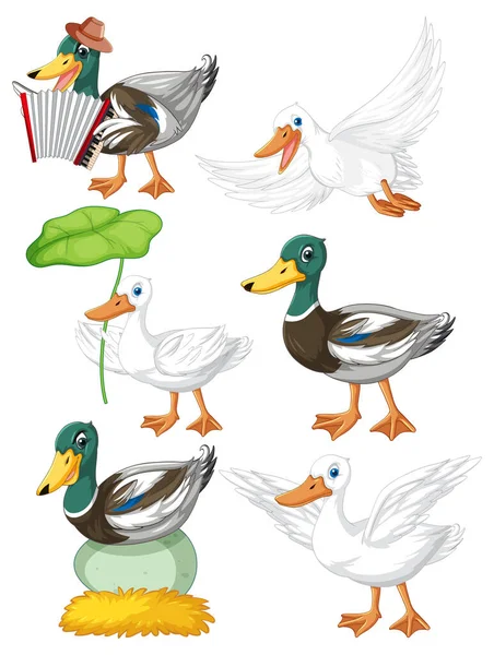 Set Different Poses Ducks Cartoon Characters Illustration — Stock Vector