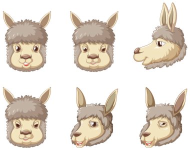 Beyaz arkaplan illüstrasyonunda bir alpaka kümesi