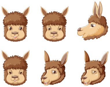 Beyaz arkaplan illüstrasyonunda bir alpaka kümesi