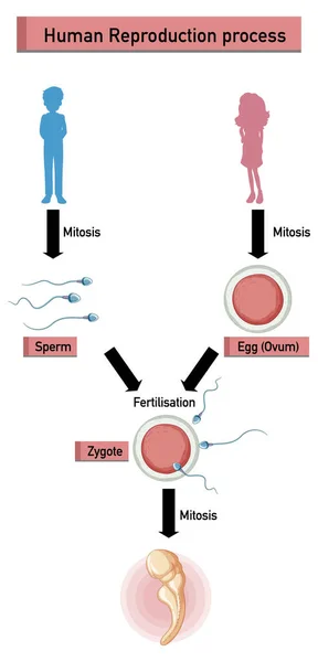 Diagram Som Visar Mänsklig Fortplantningsprocess Illustration — Stockfoto