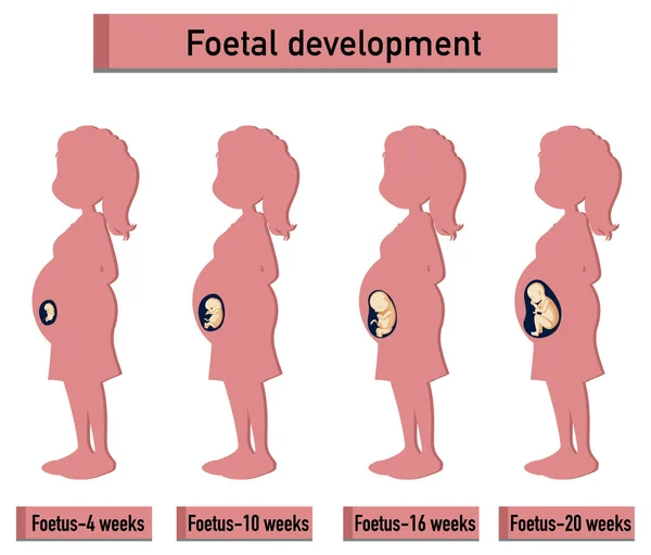 Ανθρώπινη Εμβρυϊκή Ανάπτυξη Στην Ανθρώπινη Infographic Απεικόνιση — Φωτογραφία Αρχείου