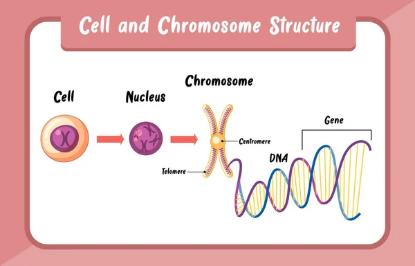 Ilustración Infográfica Estructura Celular Cromosómica — Foto de Stock