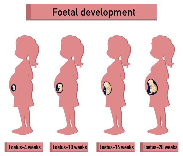 Human Embryonic Development Human Infographic Illustration Stock Photo