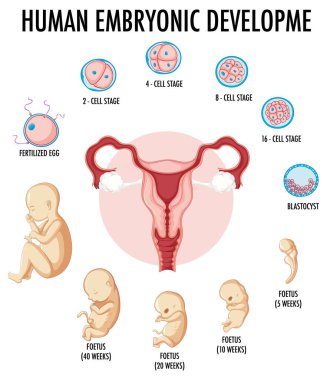 Infographic illüstrasyonunda insan embriyonik gelişimi