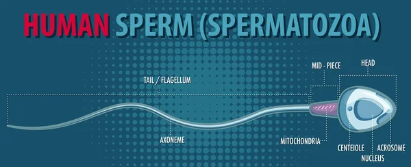 Структура Ілюстрації Сперматозоїдів Людини — стоковий вектор
