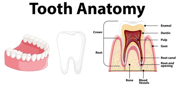 Infografía Humanos Ciencia Dental Ilustración Anatomía Dental — Vector de stock