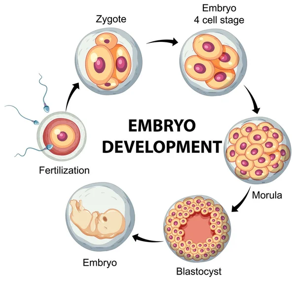 Emberi Embrionális Fejlődés Emberi Infografikai Illusztrációban — Stock Vector