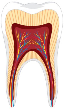 Diş anatomisi İyon beyaz arkaplan illüstrasyonu
