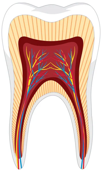 Anatomia Dei Denti Ione Sfondo Bianco Illustrazione Vettoriali Stock Royalty Free