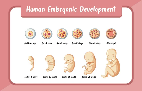 Desarrollo Embrionario Humano Ilustración Infográfica — Vector de stock