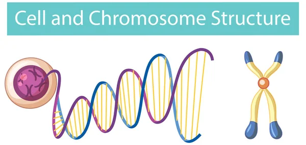 Ilustración Infográfica Estructura Celular Cromosómica — Vector de stock