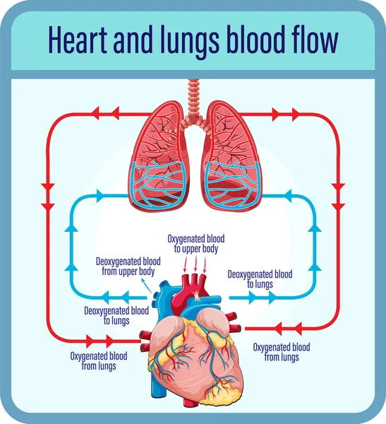 Διάγραμμα Που Δείχνει Ροή Του Αίματος Της Ανθρώπινης Καρδιάς Εικονογράφησης — Διανυσματικό Αρχείο