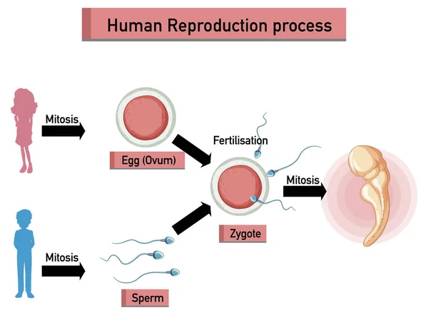 Processo Riproduzione Umana Illustrazione Infografica — Vettoriale Stock