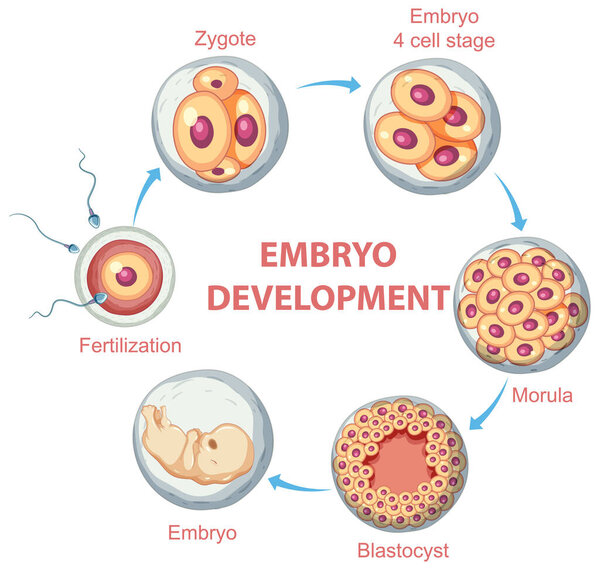 Human embryonic development in human infographic illustration