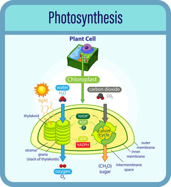 Diagram showing process of photosynthesis with plant and cells illustration