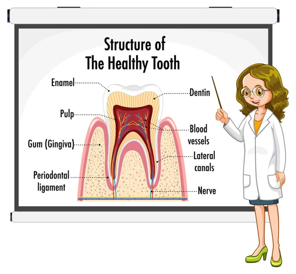 Infographic Human Structure Healthy Tooth Illustration — Stock Vector