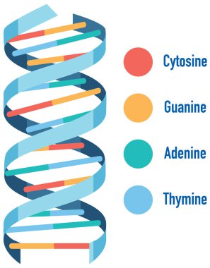 Beyaz arkaplanda izole edilmiş DNA sarmal sembolü