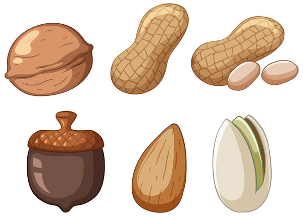 Many acorns walnuts almonds peanuts pistachios cartoon style  illustration