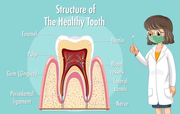 Инфографика Человека Структуре Здоровой Зубной Иллюстрации — стоковый вектор