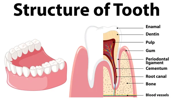 Инфографика Человека Структуре Зубной Иллюстрации — стоковый вектор