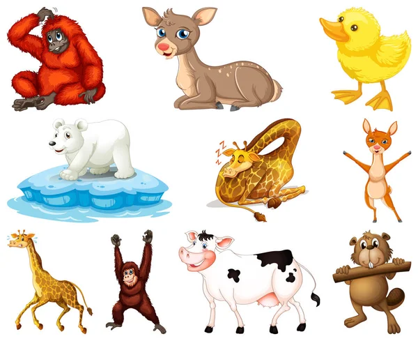 Conjunto Animal Desenho Animado Personagem Ilustração —  Vetores de Stock