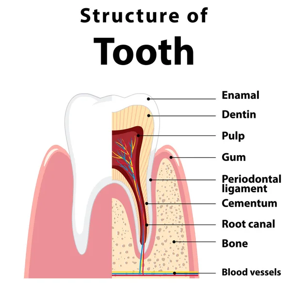 歯のイラストの構造における人間のインフォグラフィック — ストックベクタ