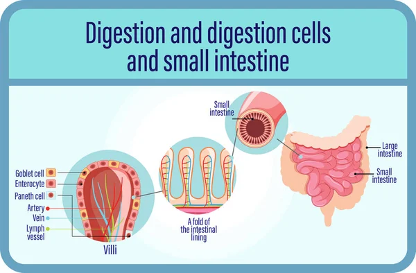 Digestão Digestão Células Intestino Delgado Ilustração —  Vetores de Stock