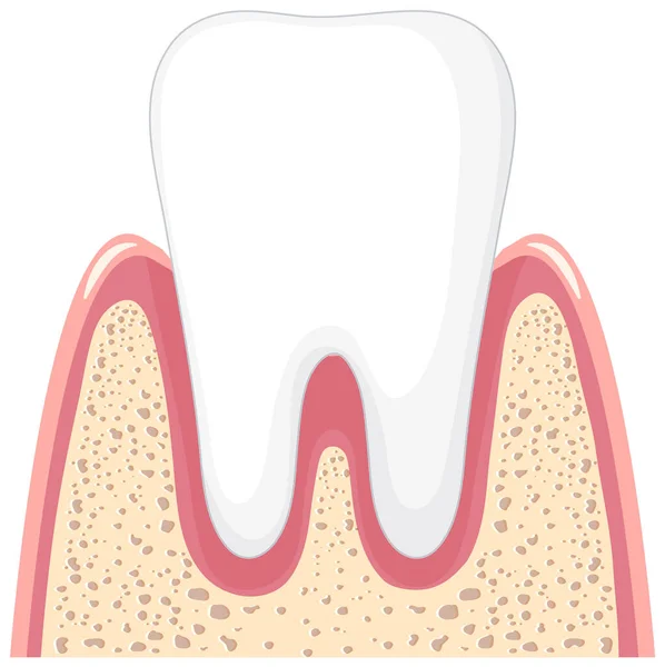 Diente Fuerte Encía Sobre Fondo Blanco Ilustración — Vector de stock