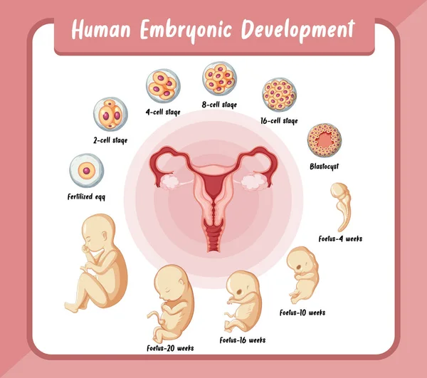 Human Embryonic Development Human Infographic Illustration — Stock Vector