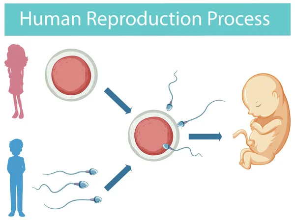 Processo Reprodução Humana Ilustração Infográfica — Vetor de Stock