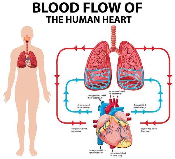 图中显示血流的人类心图 — 图库矢量图片