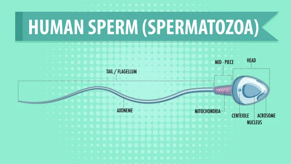 Диаграмма Показывающая Сперматозоиды Человека — стоковый вектор