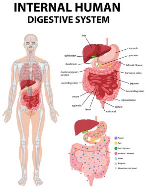 İç insan sindirim sistemi çizimlerini gösteren diyagram