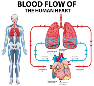İnsan kalp kan akışını gösteren diyagram