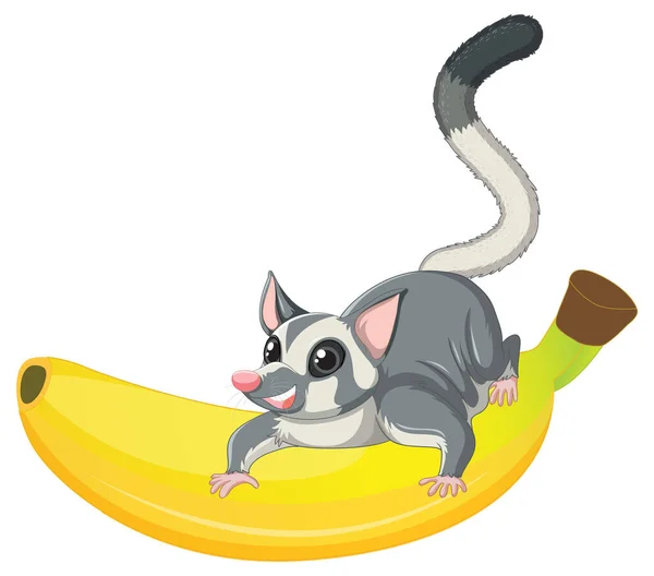 Sugar Glider Sitting Banana Illustration — Stock Vector