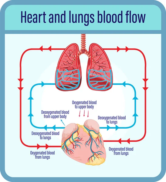 Diagrama Que Muestra Flujo Sanguíneo Del Corazón Humano Ilustración — Vector de stock