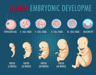 İnsan embriyonik gelişimi bilgisel illüstrasyon