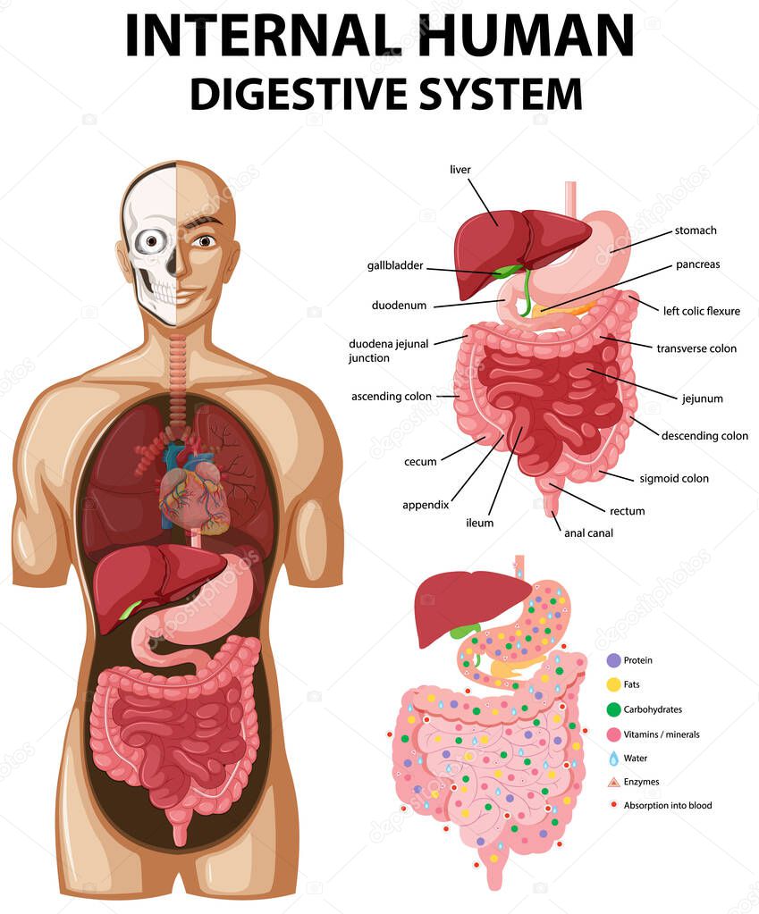 Diagram showing internal human digestive system illustration