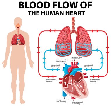 İnsan kalp kan akışını gösteren diyagram