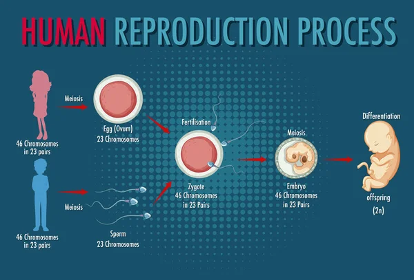 Schema Met Illustraties Van Het Menselijke Reproductieproces — Stockvector