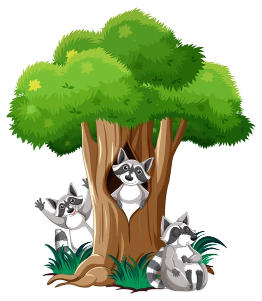 Tre Tvättbjörnar Vid Trädet Illustration — Stock vektor