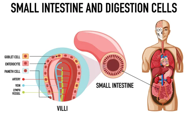 Diagrama Que Muestra Ilustración Las Células Del Intestino Delgado Digestión — Vector de stock