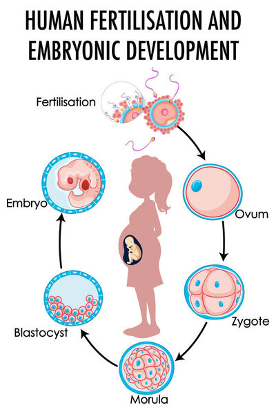 Diagram showing human fertilization and embryonic development illustration