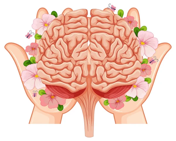 Cervello Umano Nelle Mani Illustrazione — Vettoriale Stock