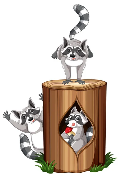Three Raccoons Playing Log Illustration — Stock Vector