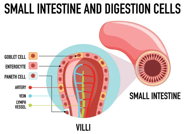 Diagram Som Visar Tunntarmen Och Matsmältningscellens Illustration — Stock vektor